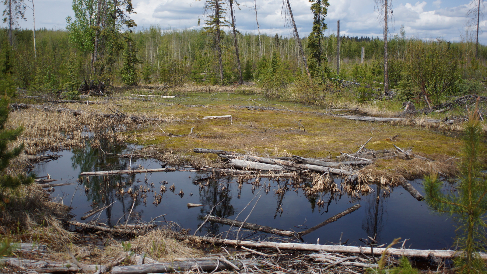 Effects Of Glyphosate Herbicides on Local Water ⋆ Davis Land Company